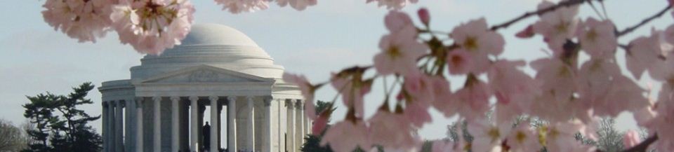 Picture of the Thomas Jefferson memorial in the background with cherry blossoms in the foreground.